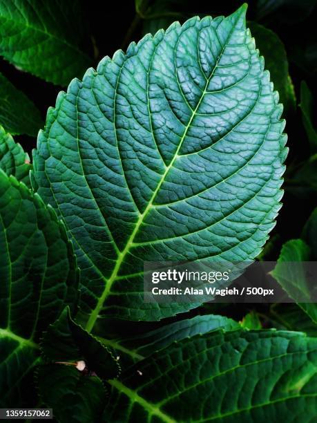 close-up of green leaves,turkey - vein stock pictures, royalty-free photos & images