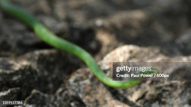 close-up of viper on rock - opheodrys aestivus stock pictures, royalty-free photos & images