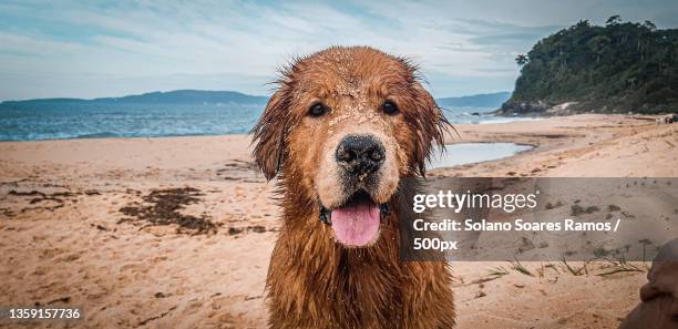 golden retriever tommy,portrait of golden retriever at beach,brazil - wet stock pictures, royalty-free photos & images