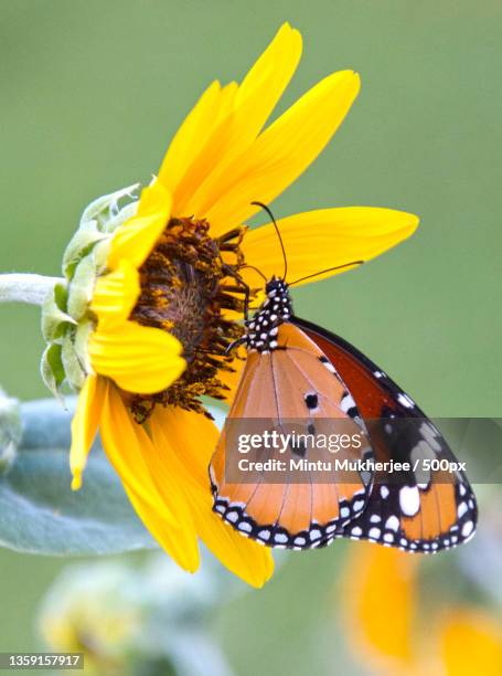 butterfly,close-up of butterfly pollinating on yellow flower,shreenagar rural,rajasthan,india - tiger swallowtail butterfly stock pictures, royalty-free photos & images