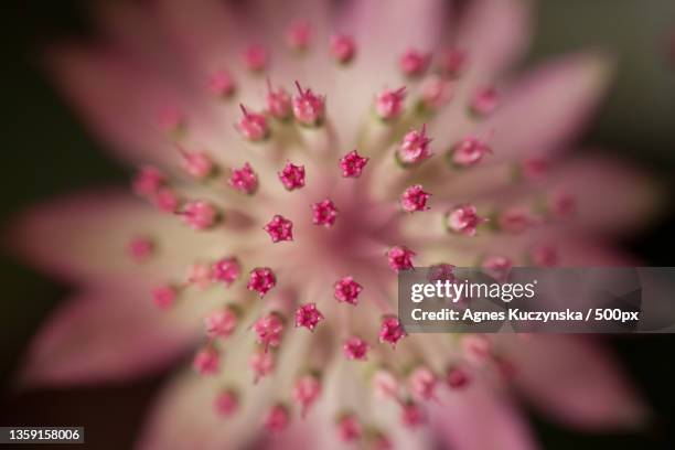 546 Agnes Flower Stock Photos and High-Res Images - Getty Images