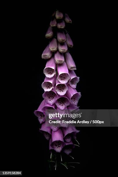 foxglove in purple,close-up of flower against black background,somerset,united kingdom,uk - foxglove stock pictures, royalty-free photos & images