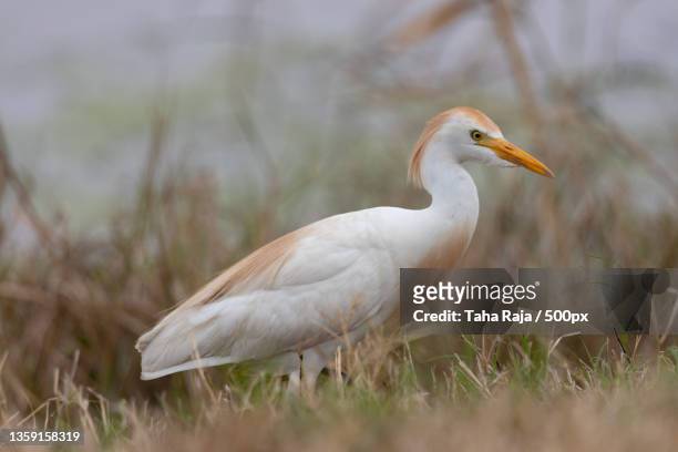 birds and wildlife of anahuc,side view of egret perching on grassy field - birds b w stock pictures, royalty-free photos & images