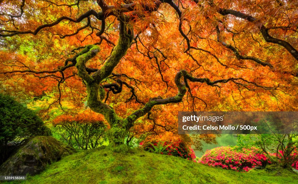 Japanese Maple,Trees in forest during autumn,Portland,Oregon,United States,USA