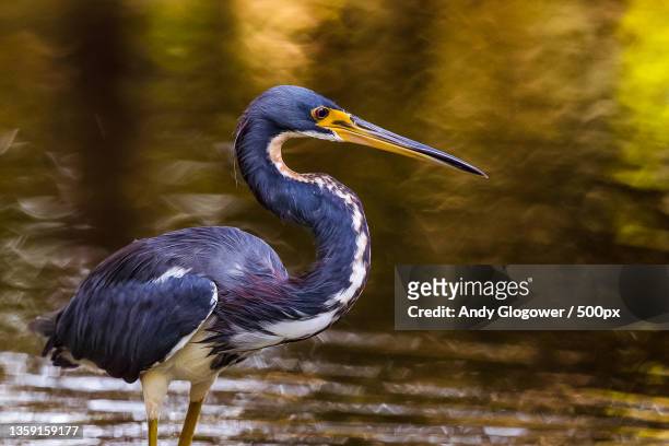 tri-color heron,close-up of gray heron,lakeland,florida,united states,usa - water bird photos et images de collection