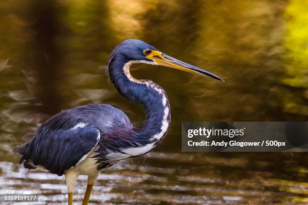 tri-color heron,close-up of gray heron,lakeland,florida,united states,usa - water bird imagens e fotografias de stock