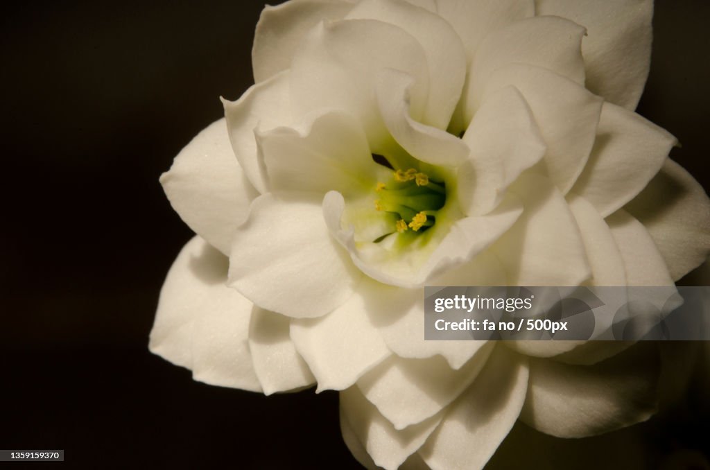 Close-up of white rose flower against black background