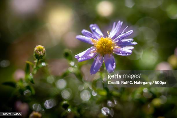 close-up of purple flowering plant - gänseblümchen stock pictures, royalty-free photos & images