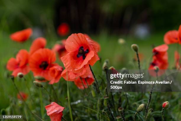 close-up of red poppy flowers on field,germany - fabian espinoza stock pictures, royalty-free photos & images