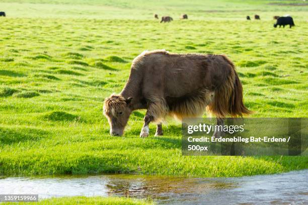 mongolian yak,high angle view of sheep grazing on grassy field,arkhangai,mongolia - bat animal stockfoto's en -beelden