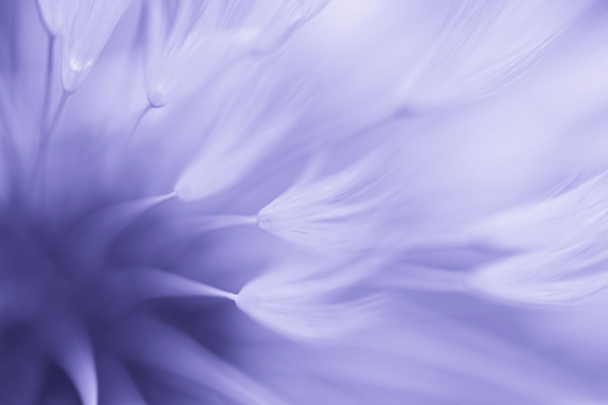 flower textures