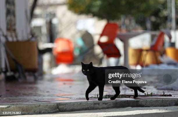 black domestic cat walking around closed sidewalk cafe on springtime moment - black cat stock-fotos und bilder