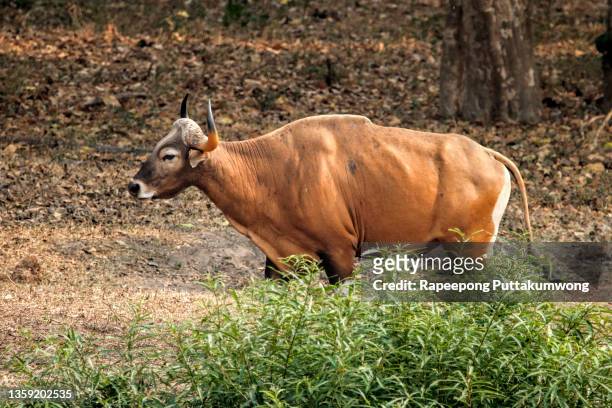 Banteng Or Red Bull Southeast Asia Wild Life Animal Male Banteng In Forest  High-Res Stock Photo - Getty Images