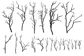 Branch of cherry tree set isolated on a white with no flowers bloom.  Sakura or Japanese winter branches or sticks, silhouette. Vector.