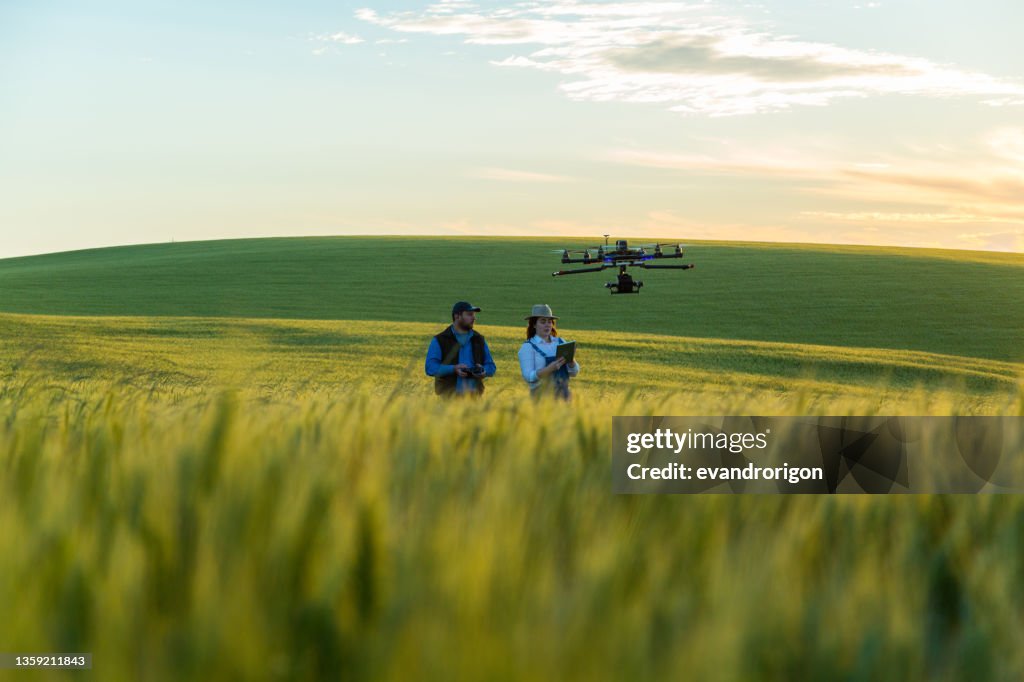 Drone no copyright fly in the wheat crop