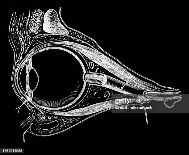 old engraved illustration of anatomy of the human eye - nerf optique photos et images de collection