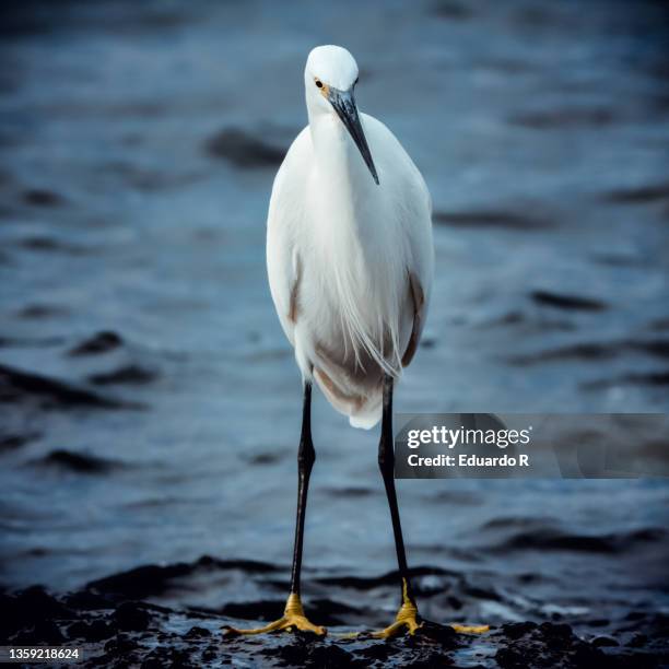 portrait to little egret - little egret (egretta garzetta) stock pictures, royalty-free photos & images