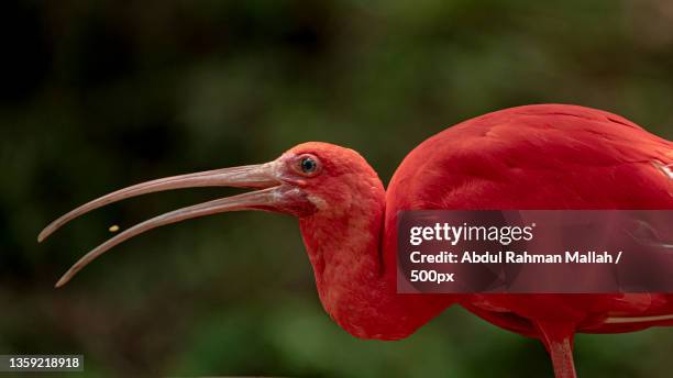 close-up of scarlet ibis - ibis stock-fotos und bilder