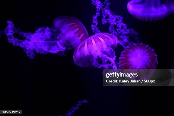 close-up of jellyfish swimming in aquarium - chrysaora - fotografias e filmes do acervo