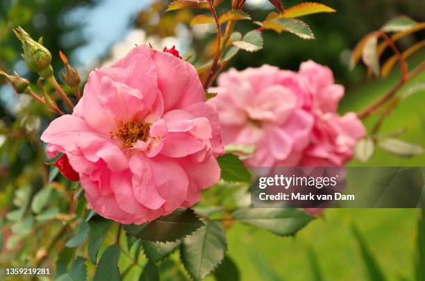 close up of vibrant wild pink roses - wildrose stock pictures, royalty-free photos & images