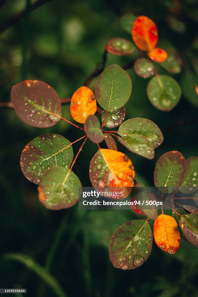 First Signs of fall,Close-up of wet plant leaves during rainy season,Plitvice Lakes National Park,Croatia