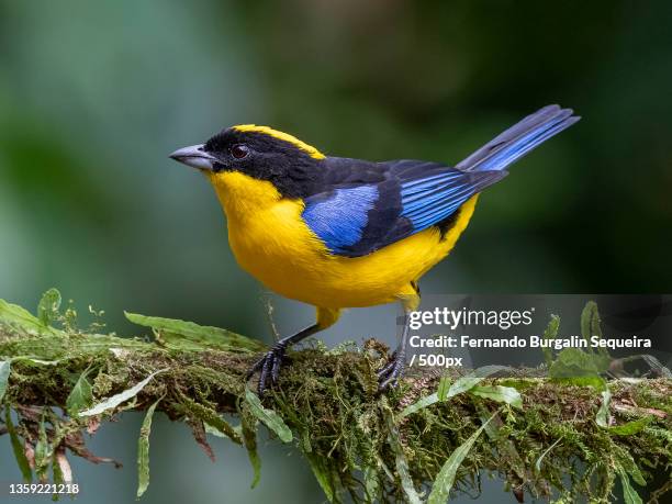 blue-winged mountain tanager,close-up of songtropical tanager perching on branch - paradise tanager stock pictures, royalty-free photos & images