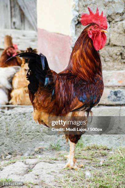 close-up of rooster on field - cockerel stock pictures, royalty-free photos & images