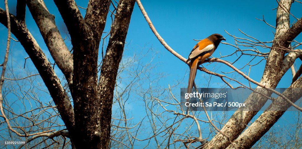 Somewhere in the forest,Low angle view of kingfisher perching on tree against clear blue sky,Alwar,Rajasthan,India