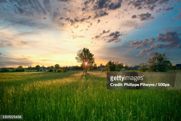 the sun is in the tree,scenic view of agricultural field against sky during sunset,belgium - rural development stock-fotos und bilder