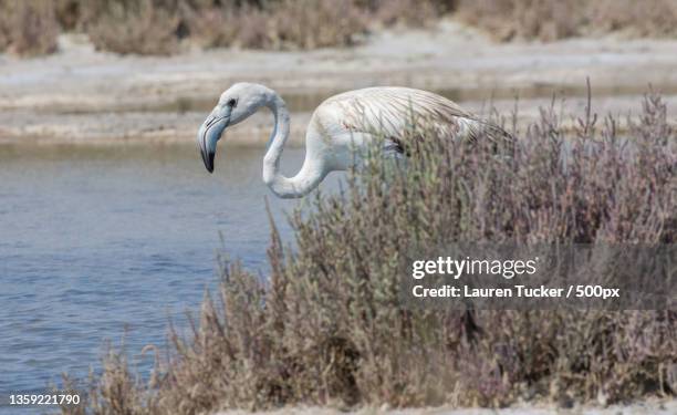 greater flamingo,the scenery of wetland,cyprus - akrotiri stockfoto's en -beelden