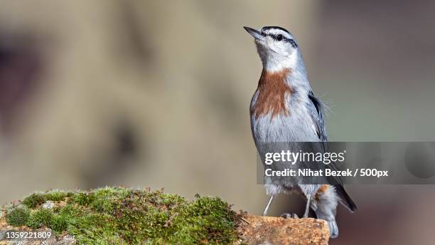 krpers nuthatch,close-up of songnuthatch perching on branch - nihat stock pictures, royalty-free photos & images