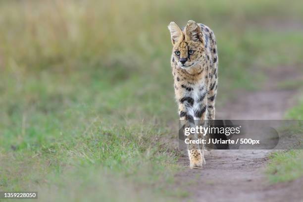 serval,full length of cheetah walking on field,maasai mara national reserve,kenya - serval stockfoto's en -beelden