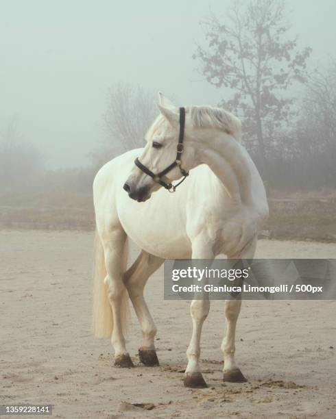 white stallion,a white horse - white horse stock pictures, royalty-free photos & images
