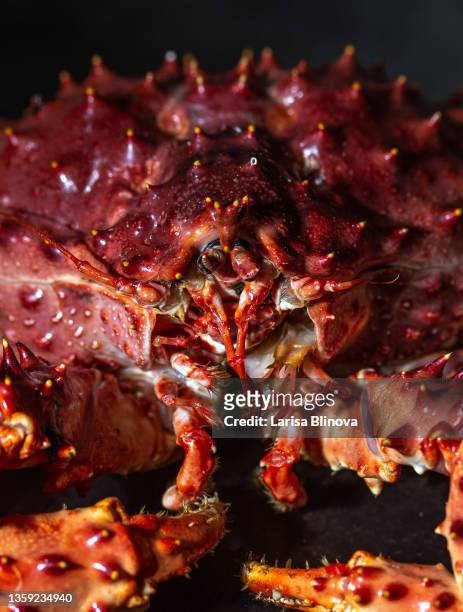close up of king crab, dark photography. - alaskan king crab foto e immagini stock