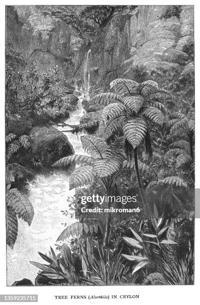 old engraved illustration of tree ferns in ceylon - palmiers stockfoto's en -beelden
