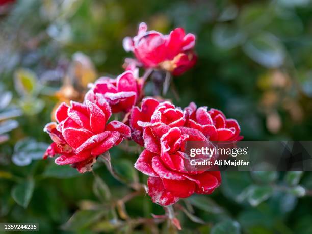 morning frost - ali rose stock pictures, royalty-free photos & images