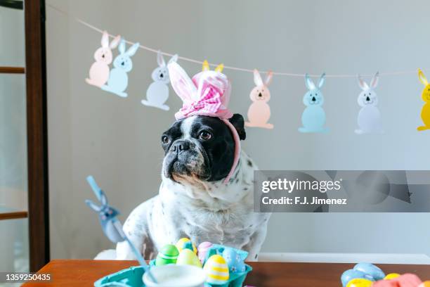 dog with headband to celebrate easter - easter hats stockfoto's en -beelden