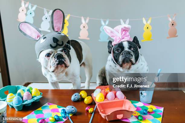 couple of dogs in costume to celebrate easter - easter hats stockfoto's en -beelden