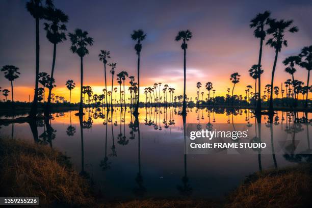 the landscape sugar tree palm reflection with flood rice field morning - palm sugar stockfoto's en -beelden