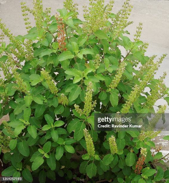 lush green aromatic holy basil plant looking magnificent. ocimum tenuiflorum (mints). lamiaceae family - tulsi stockfoto's en -beelden