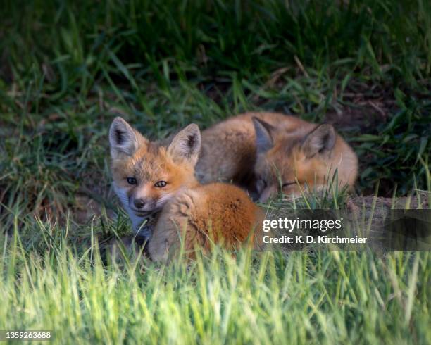 fox kit siblings relaxing in the grass - fox pup stock pictures, royalty-free photos & images