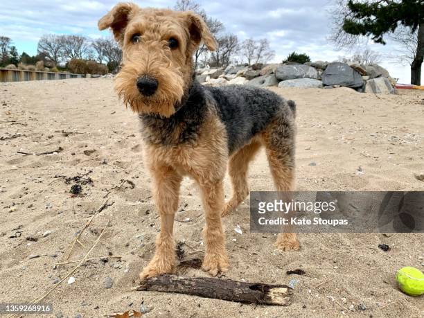 airedale dog on the sand - airedale terrier stock pictures, royalty-free photos & images