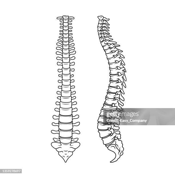 black and white  vector illustration of children's activity coloring book pages with pictures of orange spine. - x ray image stock illustrations