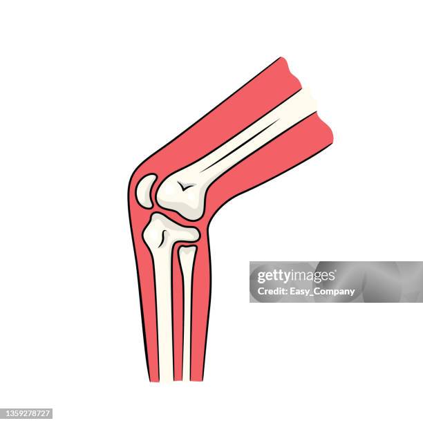 illustrazioni stock, clip art, cartoni animati e icone di tendenza di illustrazione vettoriale a colori dell'attività dei bambini pagine del libro da colorare con immagini dell'articolazione del ginocchio dell'organo - knee replacement surgery