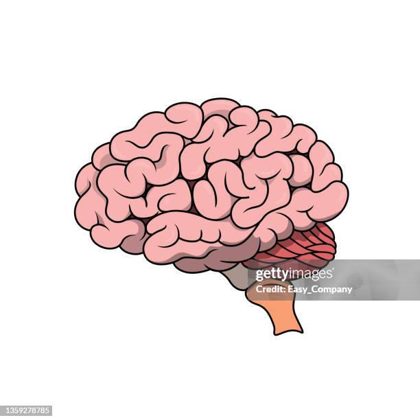color vector illustration of children's activity coloring book pages with pictures of internal organ brain. - cerebellum stock illustrations