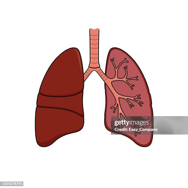 stockillustraties, clipart, cartoons en iconen met color vector illustration of children's activity coloring book pages with pictures of internal organ lungs. - long term