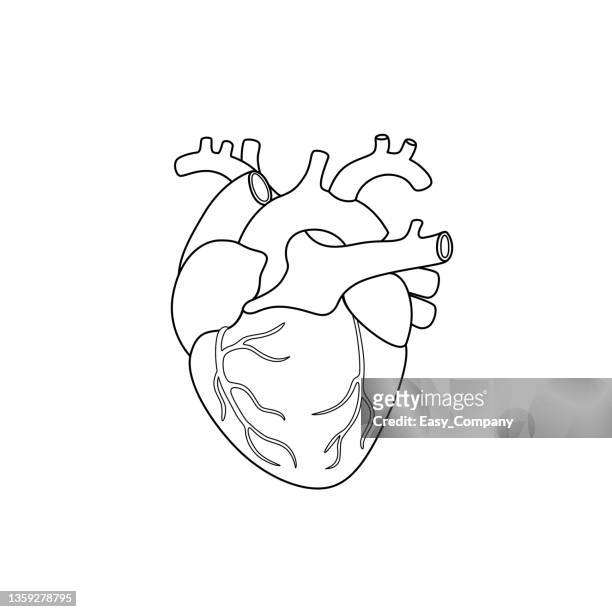 schwarz-weiß-vektorillustration der kinderaktivität malbuchseiten mit bildern von innerem organ herz. - heart valve stock-grafiken, -clipart, -cartoons und -symbole