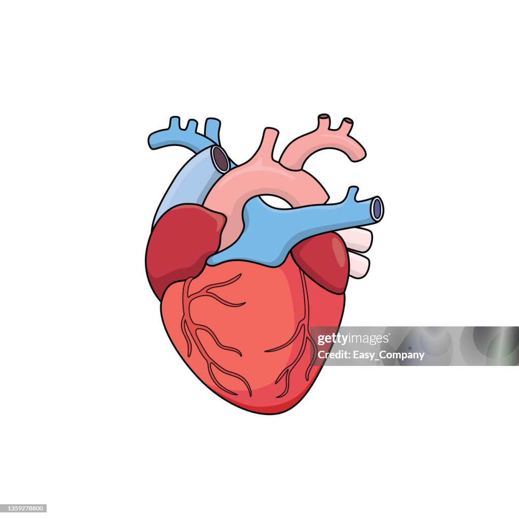 Ilustración vectorial en color de la actividad de los niños para colorear páginas de libros con imágenes del corazón del órgano interno.