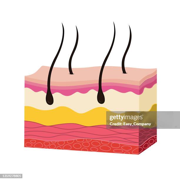 color vector illustration of children's activity coloring book pages with pictures of internal organ skin. - stratum corneum 幅插畫檔、美工圖案、卡通及圖標