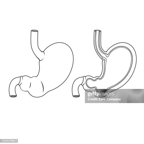 ฺblack and white vector illustration of children's activity coloring book pages with pictures of internal organ stomach. - gastric acid stock illustrations